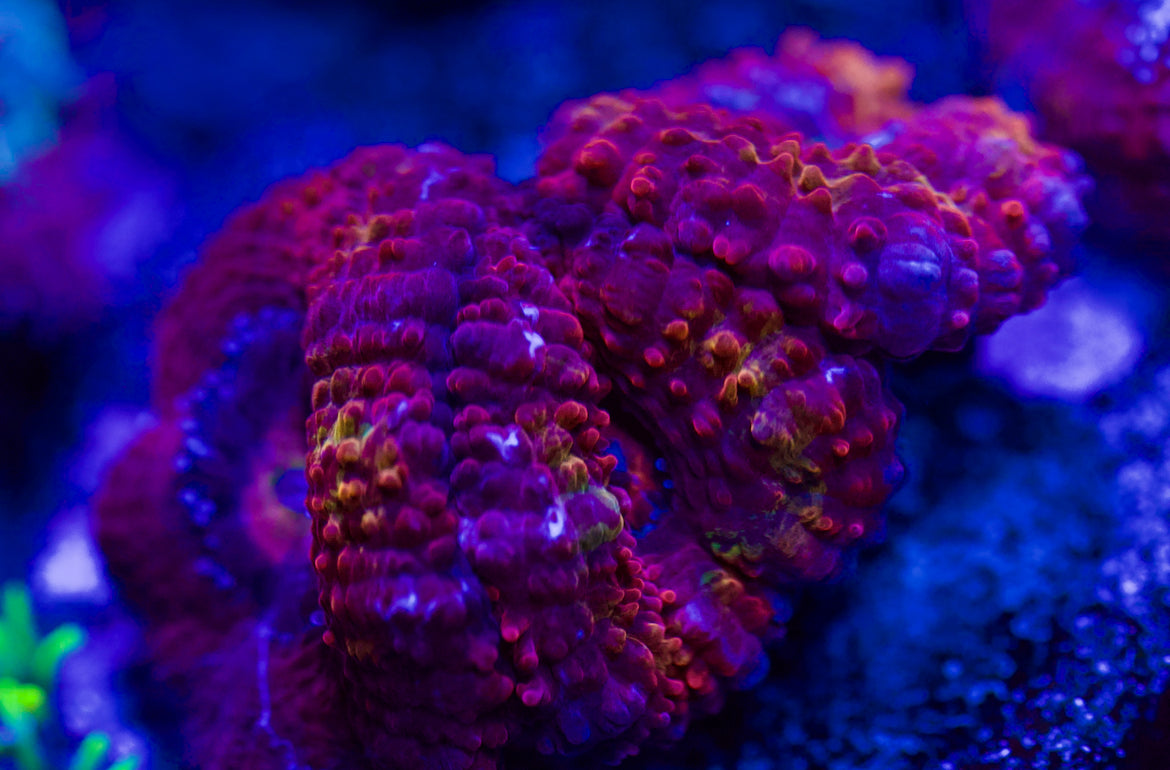 Acan Arcoiris (A1) 