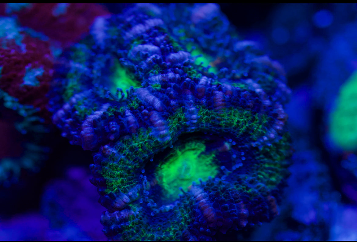 Green Striped Acan