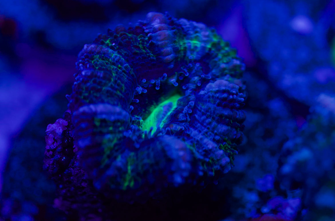 Green Striped Acan