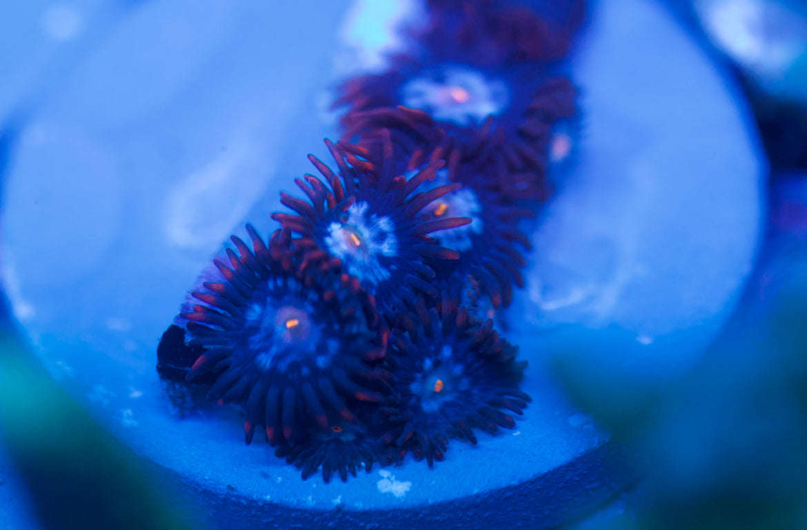 Mystique Zoa