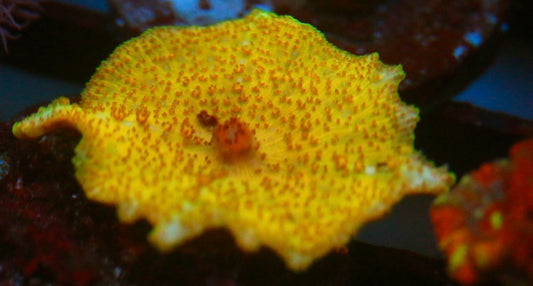 Yellow Neglectus Mushroom