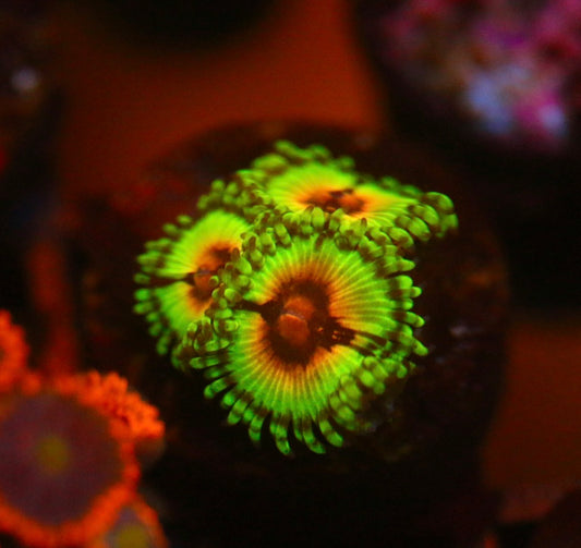 Bloodshot Zoa