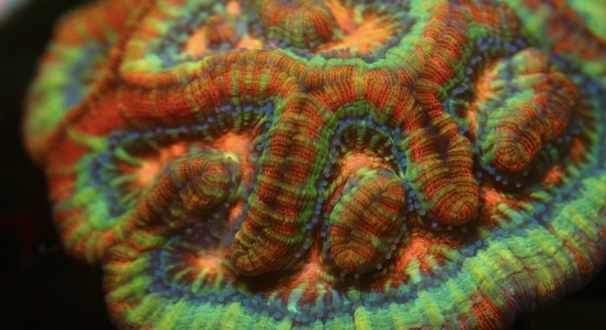Rainbow Welsoni