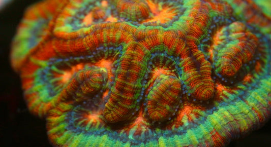 Rainbow Welsoni