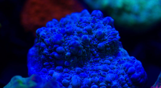 Blue Bouncing Chalice