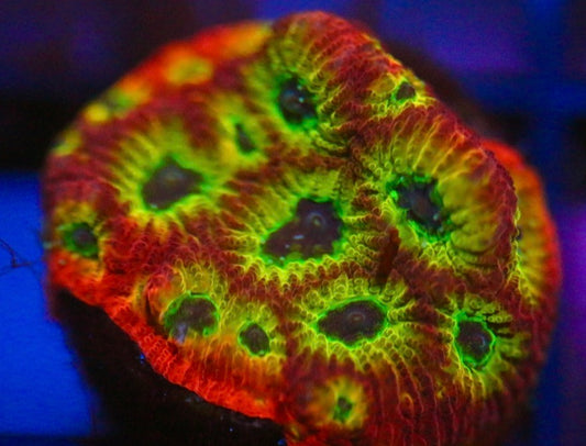 RR Spicy Lemon Favia