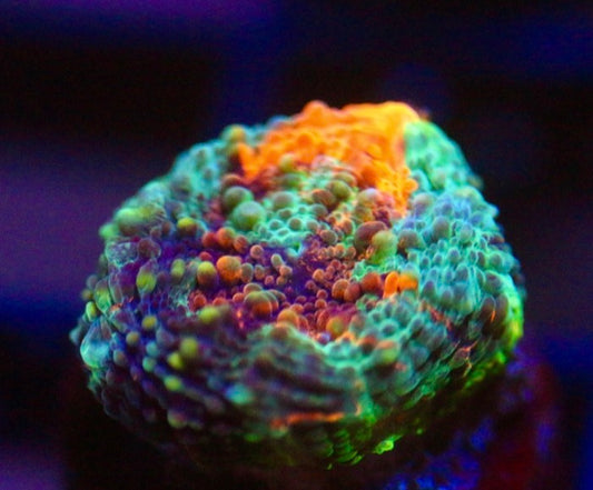 CCC Grafted Echinata