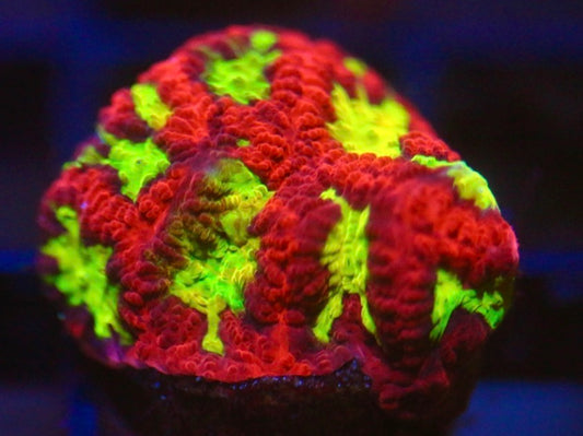 CCC Radioactive Ooze Favia