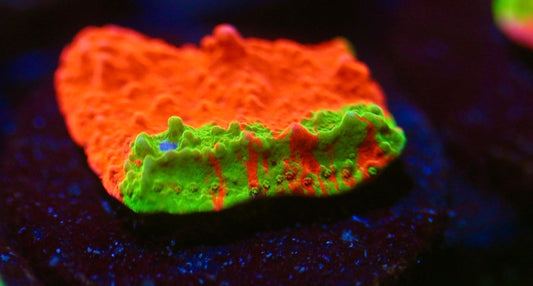 Grafted Montipora