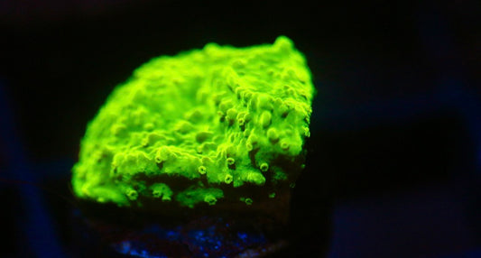 Tyree Toxic Green Aequituberculata Monti
