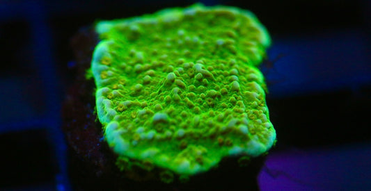 Green Montipora