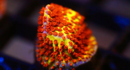 Burning Banana Stylocoeniella