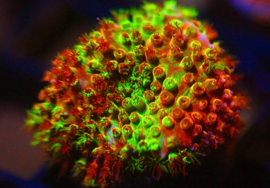 WWC Two Face Stylocoeniella