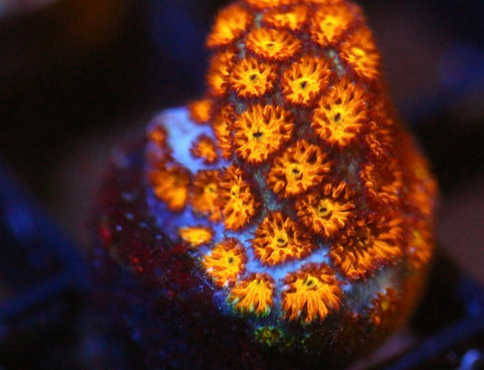 JF Spitfire Leptastrea