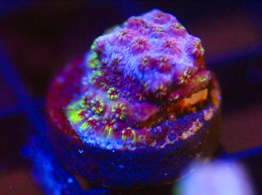 Skittlez Bomb Cyphastrea