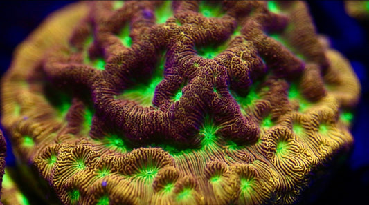 Jack O' Lantern Leptoseris