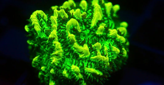 JF Lime Light Hydrnophora (Highlighter green)