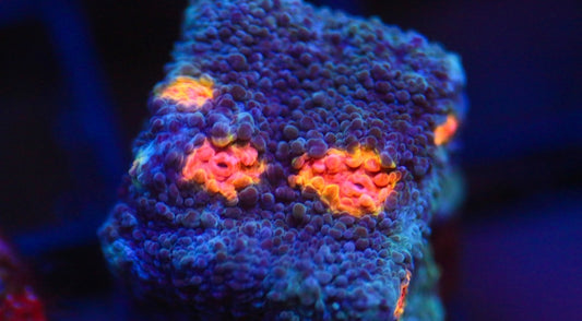 Miami Chalice (Stock)