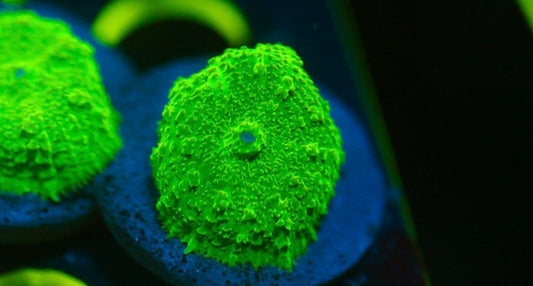 Green Rhodactis