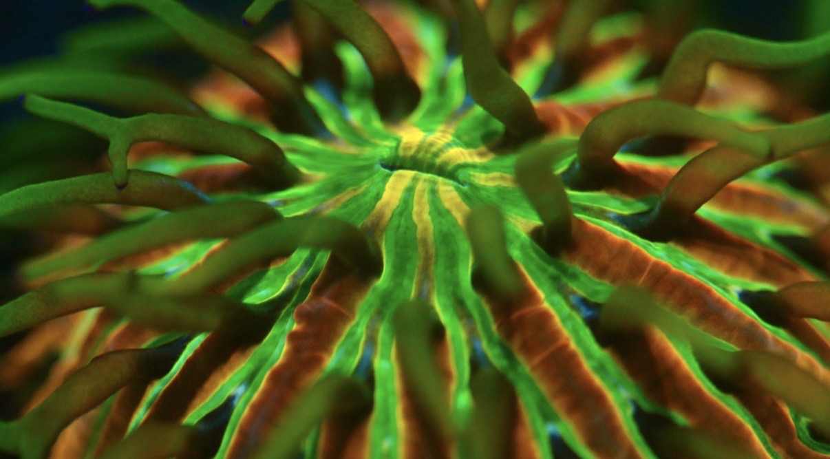 Rainbow Fungia