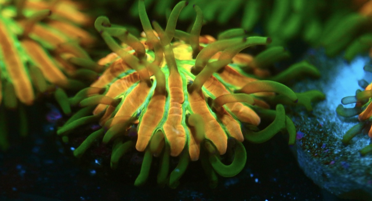 Rainbow Fungia