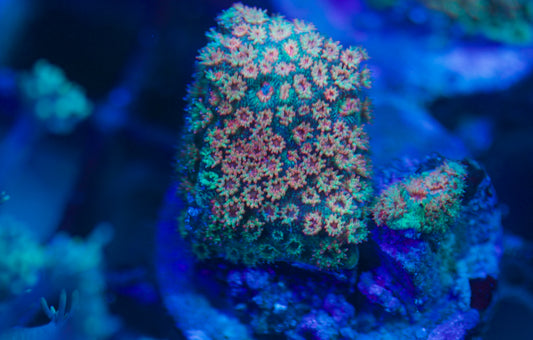 Encrusting Rainbow Goniopora