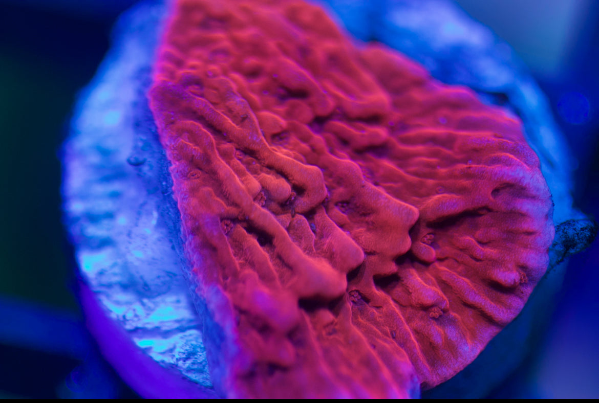 Montipora roja 