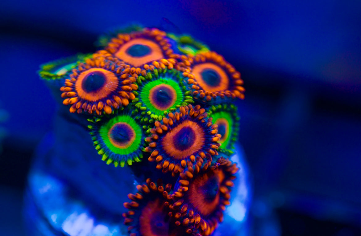 Mixed Zoa Frags