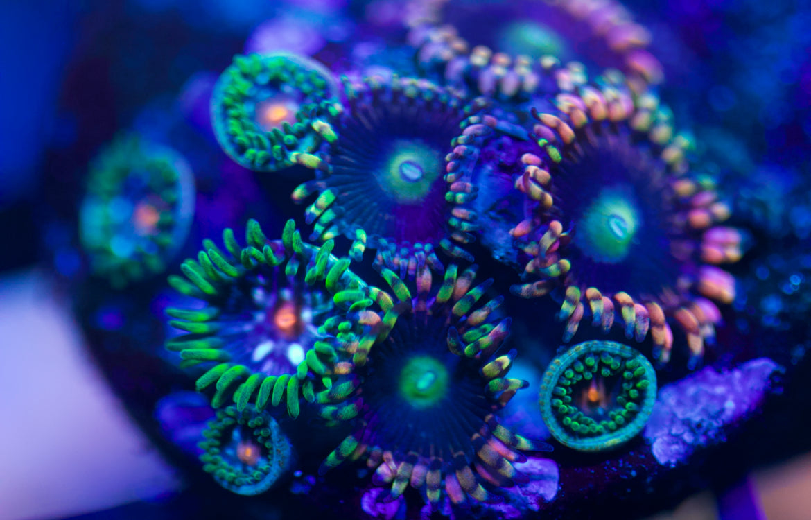 Mixed Zoa Frags