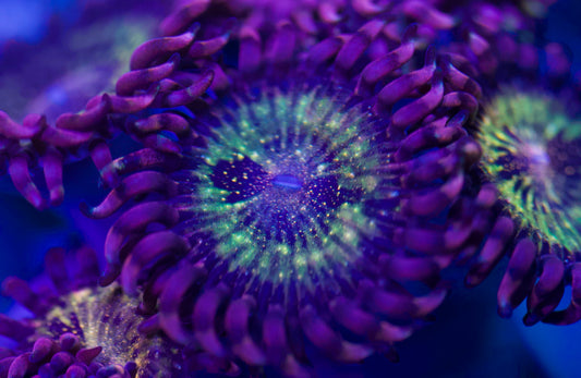 WWC Pandora Zoa 