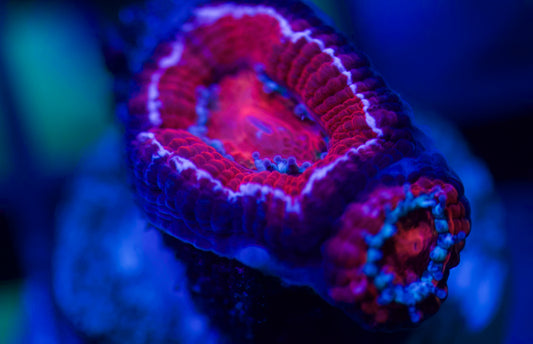 White Rim Red  Acan