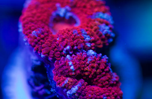 Red Stripped Acan