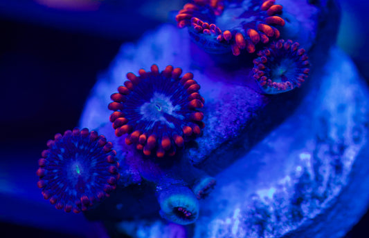 Superman Zoa