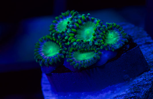 Zoa Ojo de Dragón Radiactivo