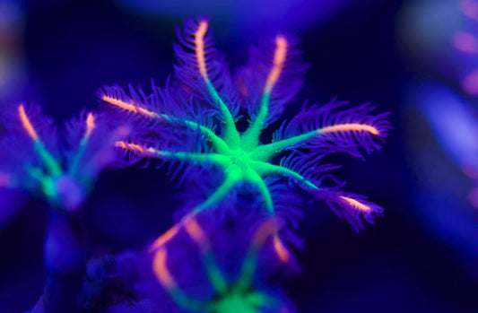 Firework Clove Polyp