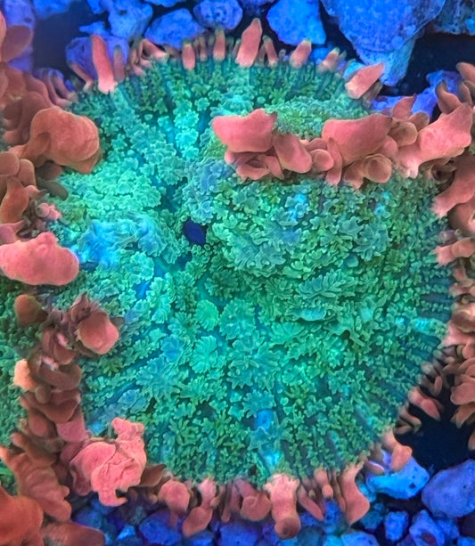 Frankenstein Mushroom (WYSIWYG)