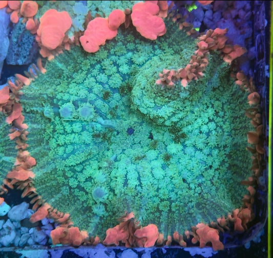 Frankenstein Mushroom (WYSIWYG)