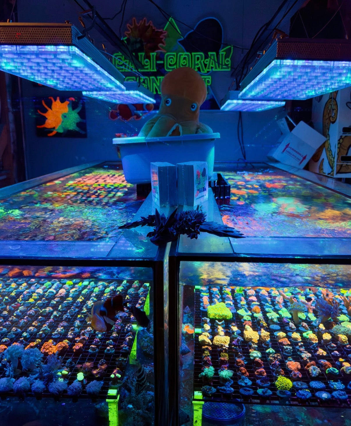 Cali Coral Connect Southern California coral farm under blue reef lighting