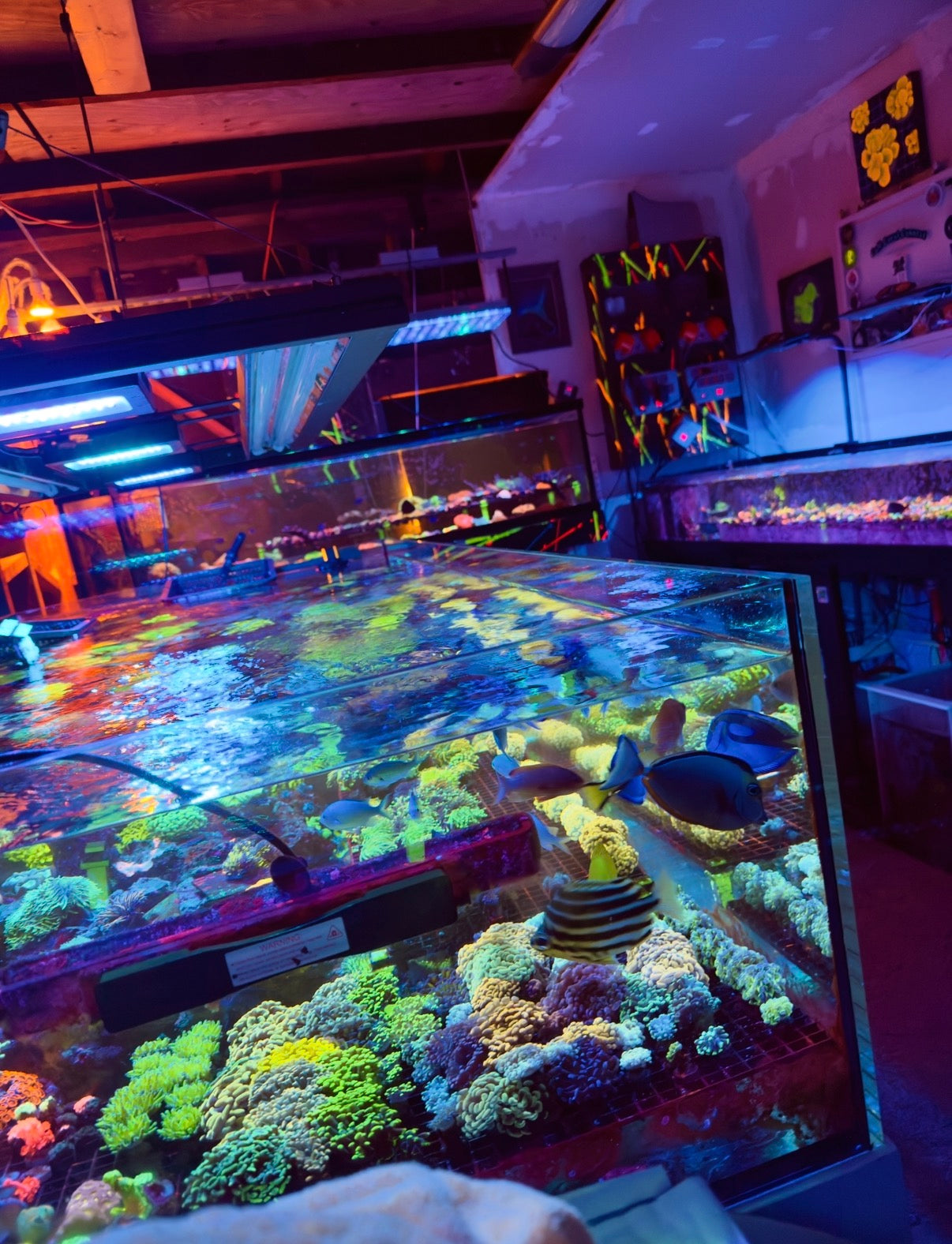 Cali Coral Connect coral farm systems prepared for local tank servicing