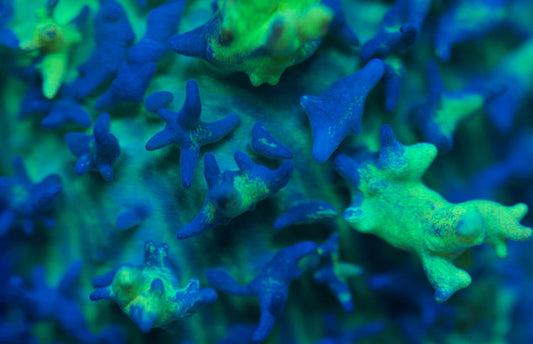 Radioactive Bounce Mushroom