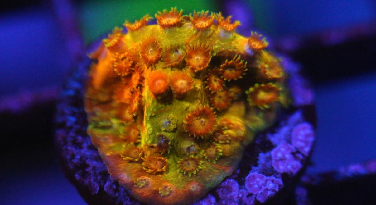 Acid Trip Cyphastrea