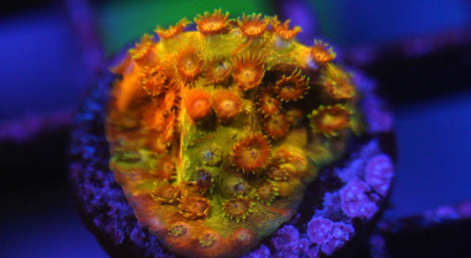 Acid Trip Cyphastrea