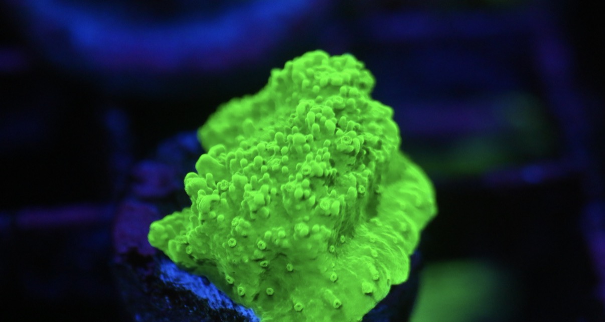 Lime Green Montipora