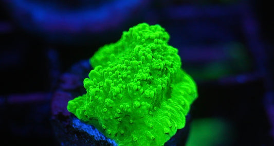 Lime Green Montipora