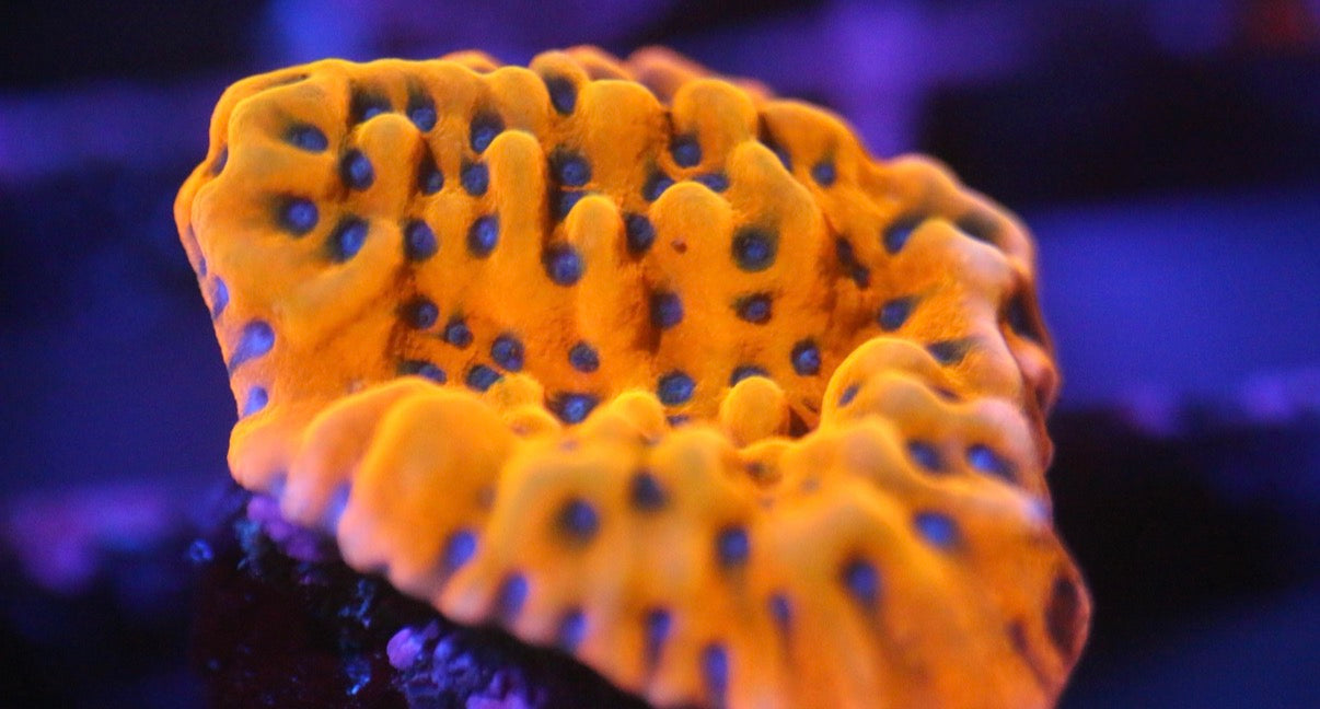 Orange Montipora