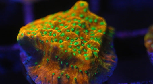 Tropical Thunder Montipora