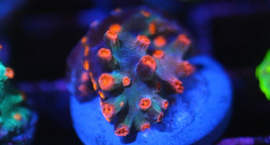 Pink Cyphastrea