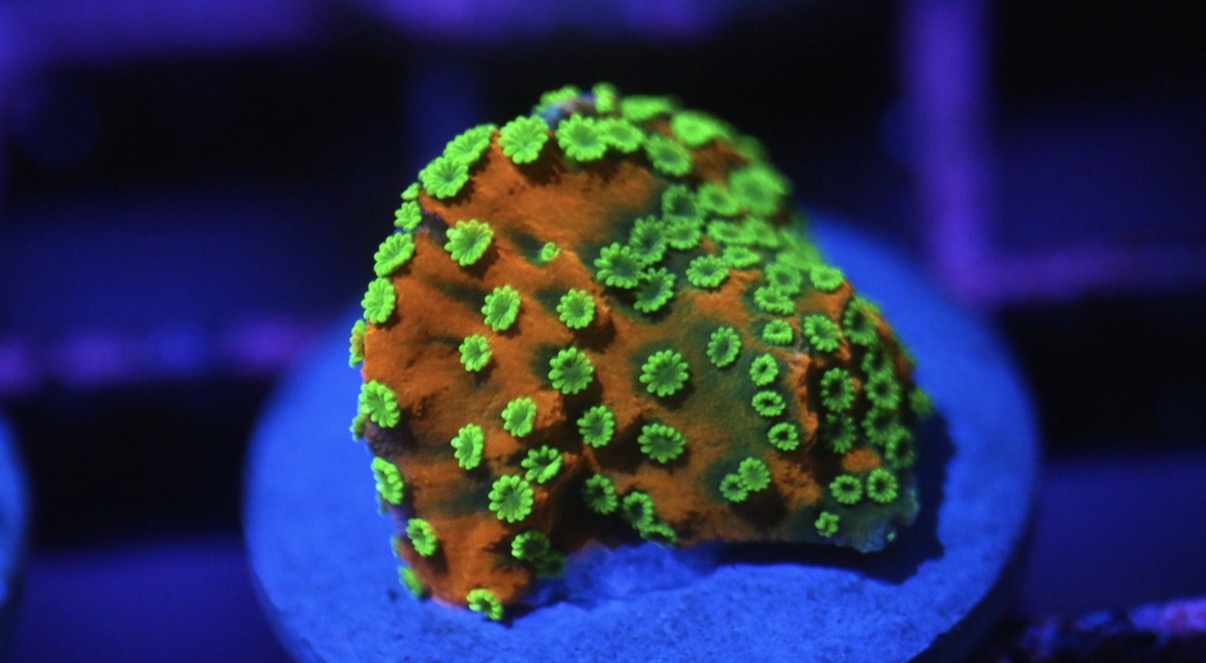 Sunset Montipora