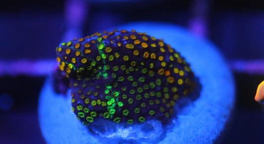 Grafted Rainbow Monti
