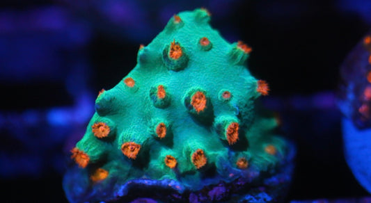 Meteor Shower Cyphastrea